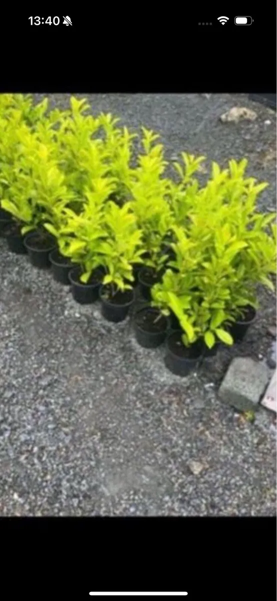 Novita laurels - Image 1