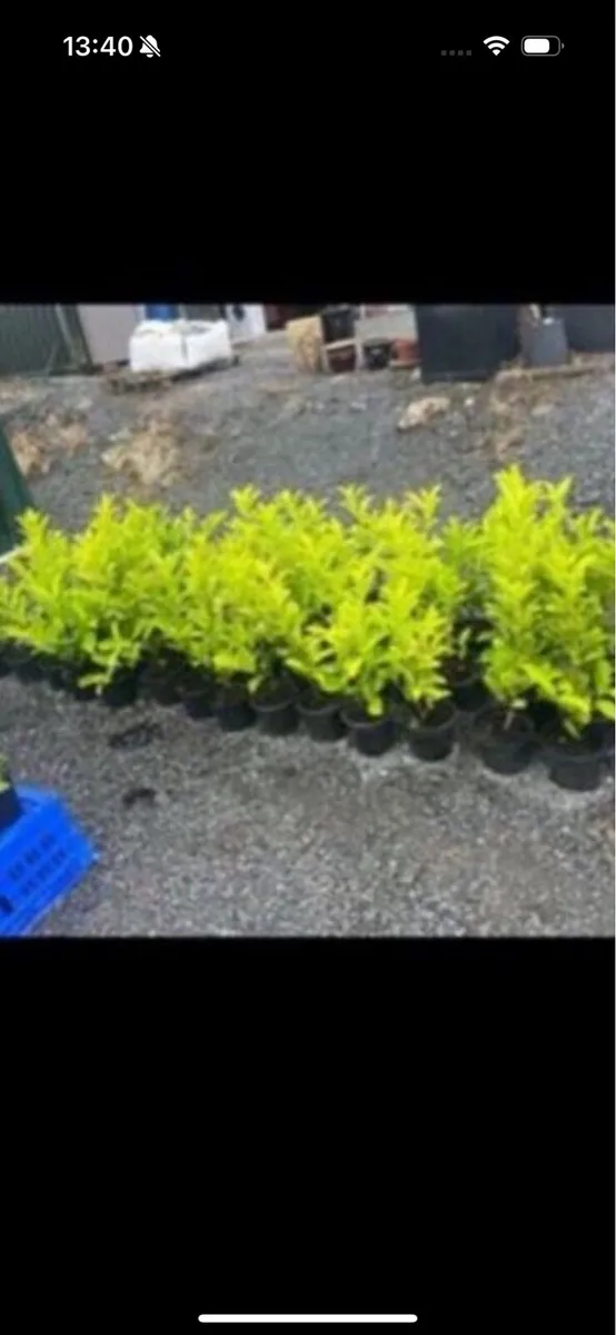 Novita laurels - Image 2