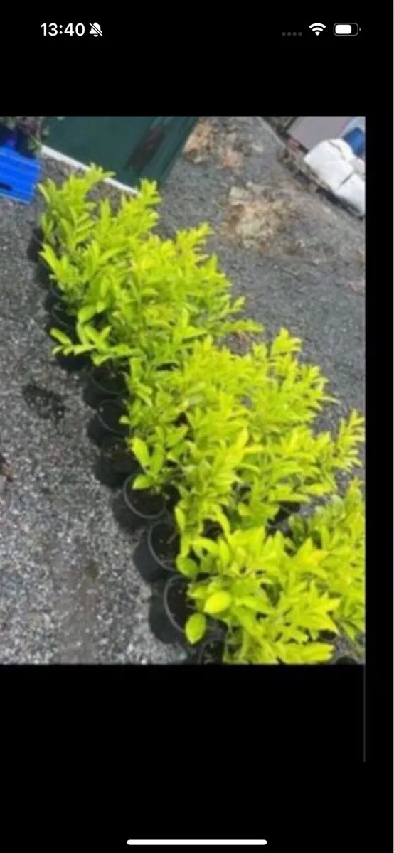 Novita laurels - Image 3