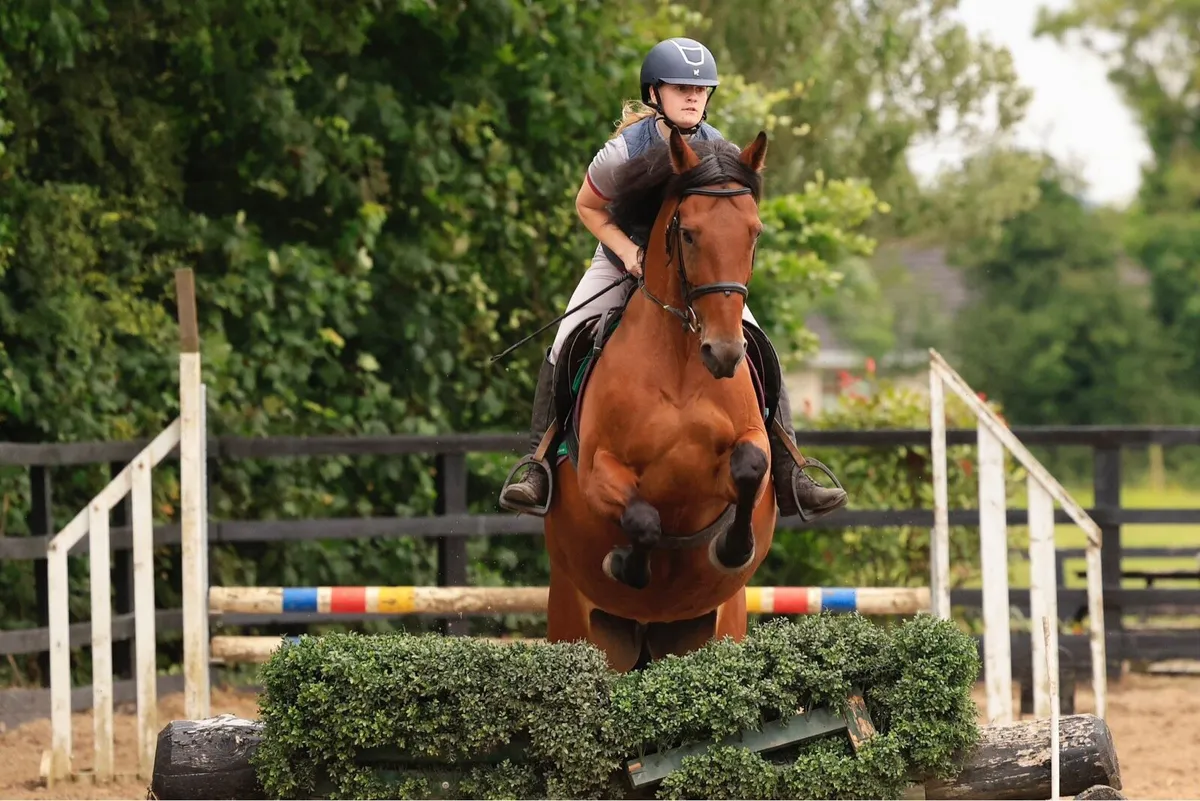 Horse - Image 3