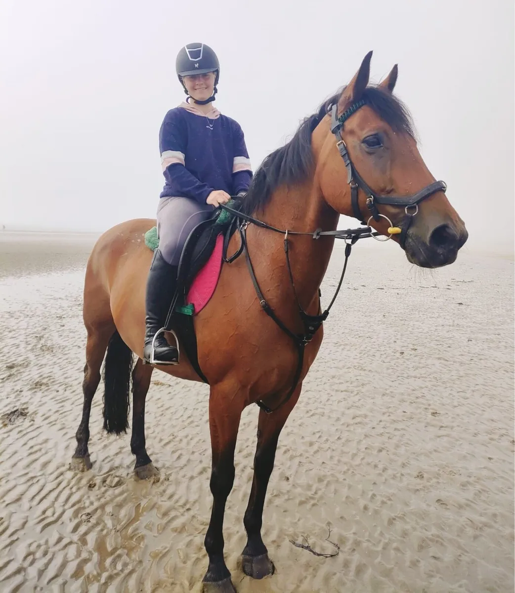 Horse - Image 1