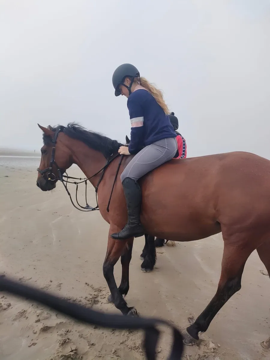 Horse - Image 4