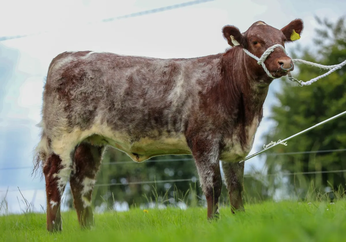 Ricketstown Shorthorn Sale. This weekend! - Image 1