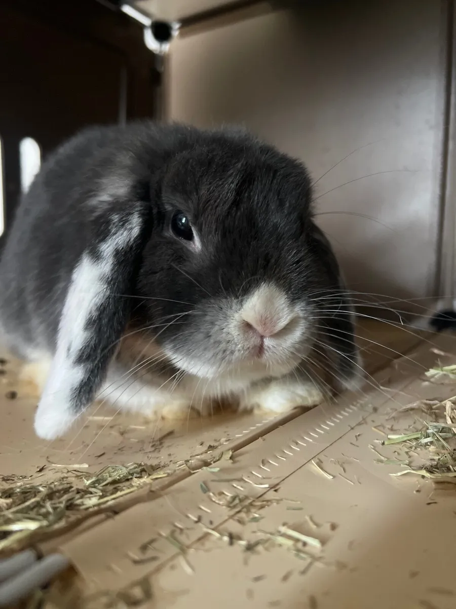 Miniature lop - Image 4