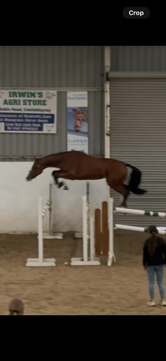 Horses - Image 1