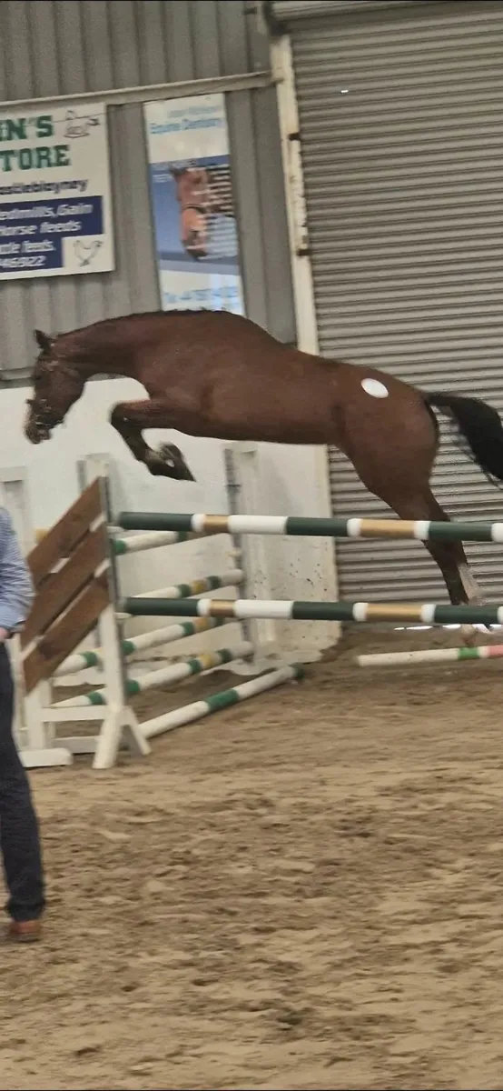 Horses - Image 4