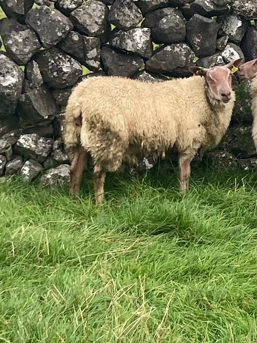Rouge ram lamb - Image 1