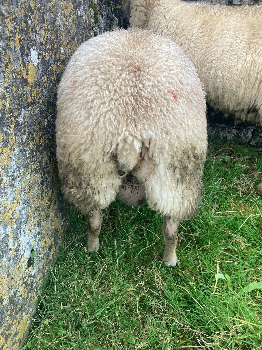 Rouge ram lamb - Image 3