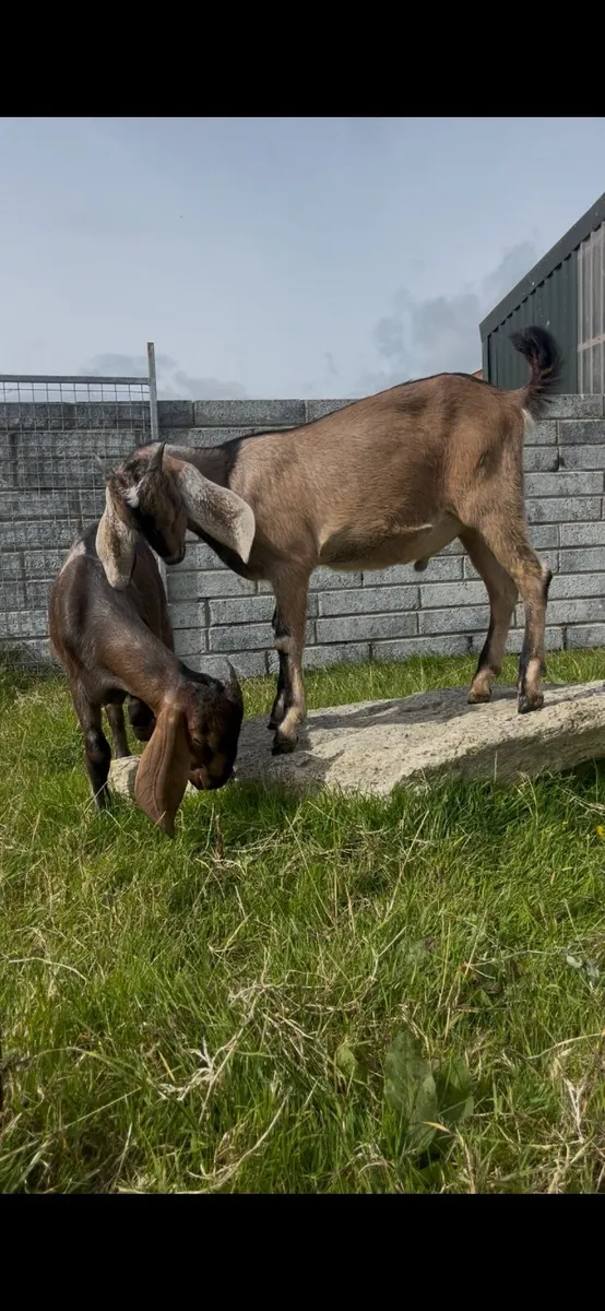 Goat - Image 4