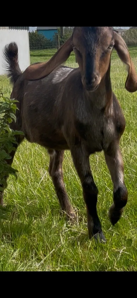 Goat - Image 1
