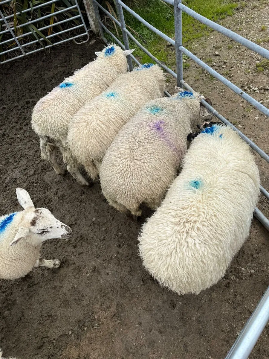 Ewe lambs - Image 1