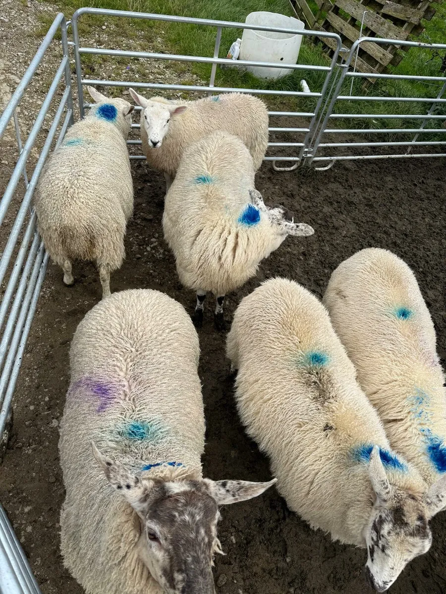 Ewe lambs - Image 2