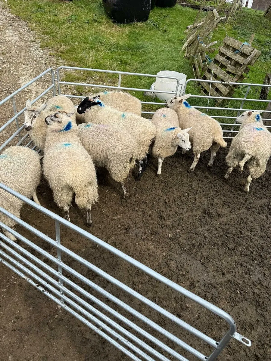 Ewe lambs - Image 4