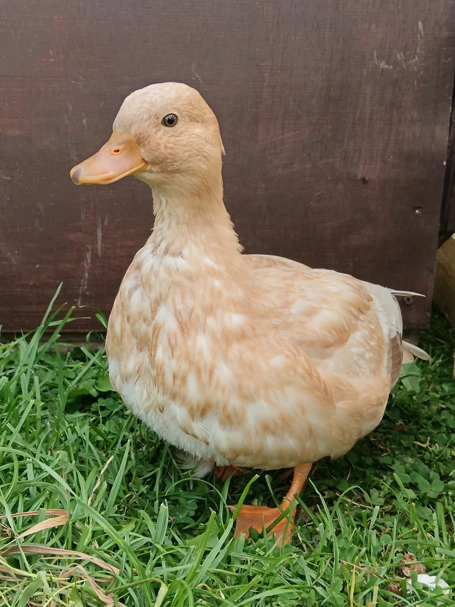 Call Ducks - Image 3