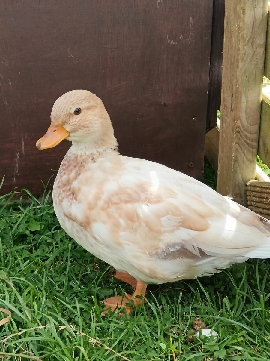 Call Ducks - Image 1