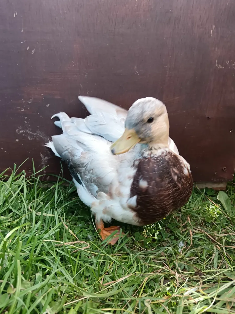 Call Ducks - Image 4