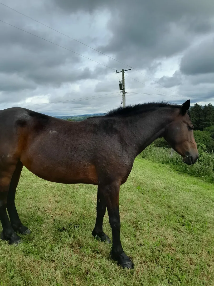 4yr Connemara Filly - Image 1
