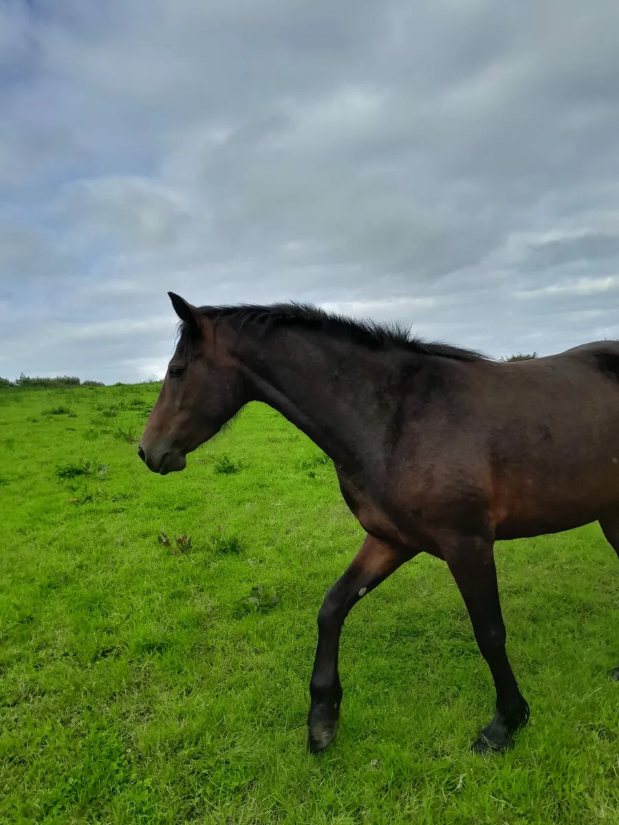 4yr Connemara Filly - Image 3