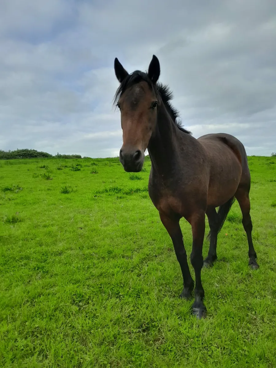 4yr Connemara Filly - Image 4