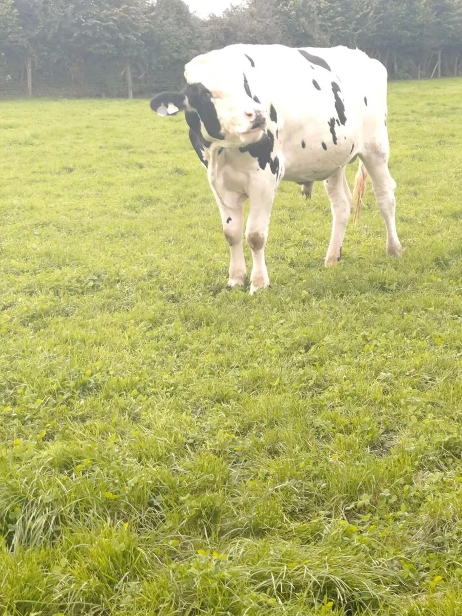Holstein Freisan Bull - Image 1