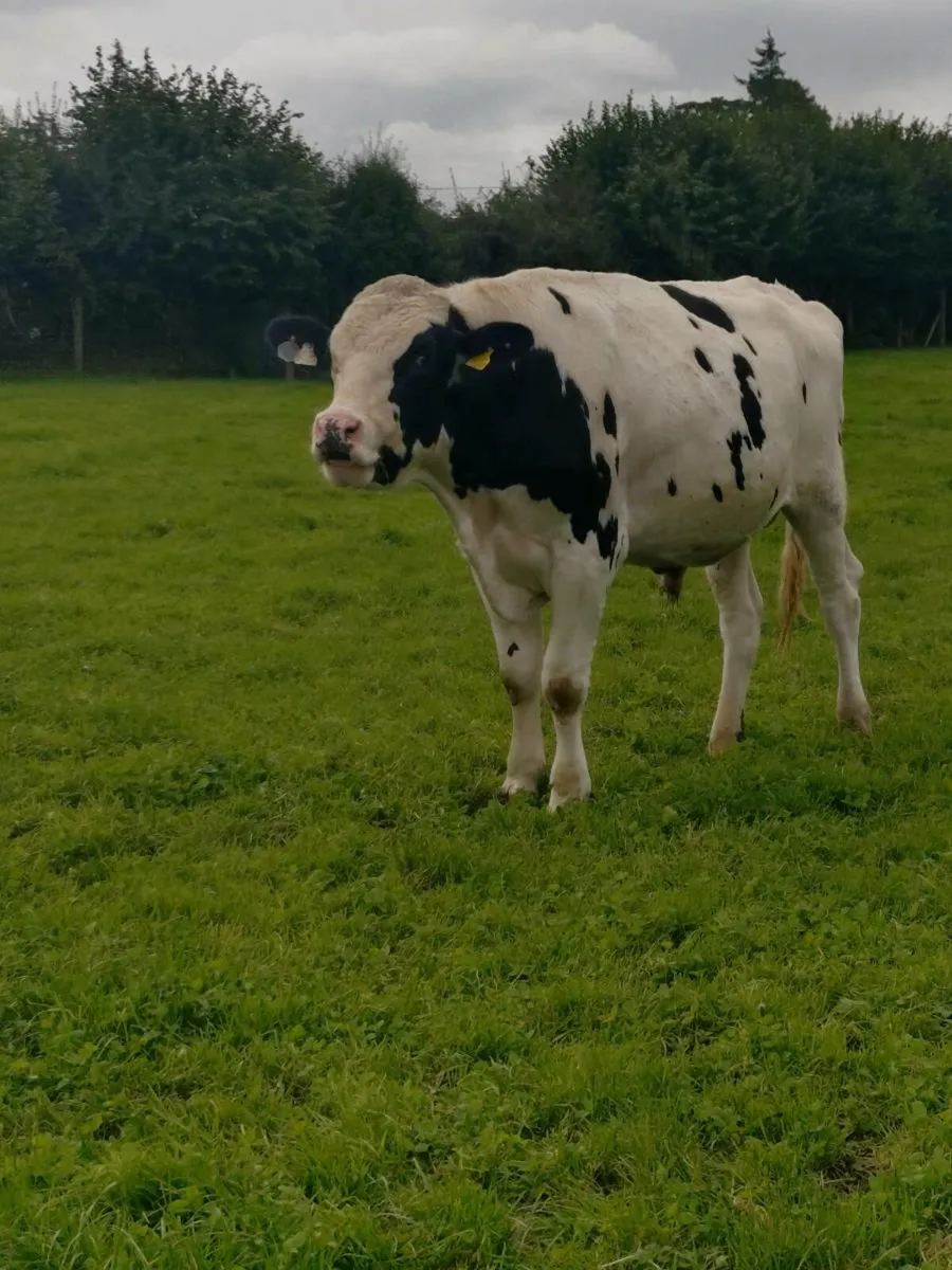 Holstein Freisan Bull - Image 2