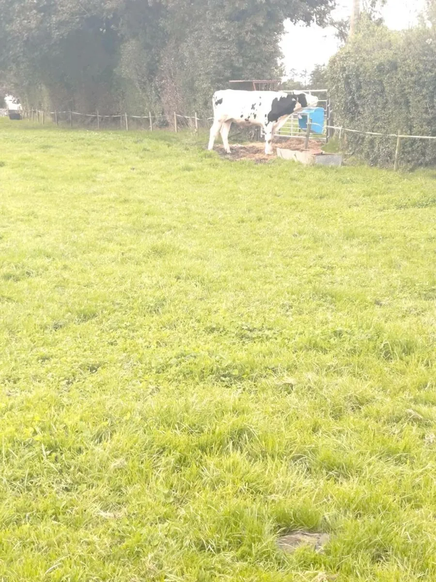 Holstein Freisan Bull - Image 3