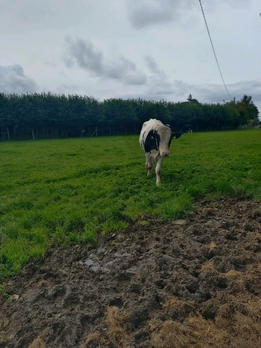 Holstein Freisan Bull - Image 4