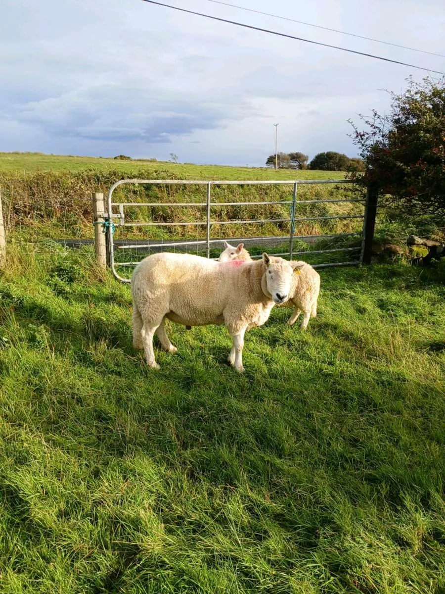 Cheviot ram - Image 2