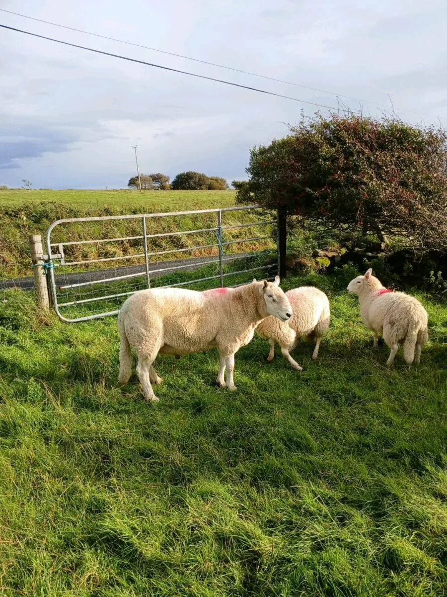 Cheviot ram - Image 3