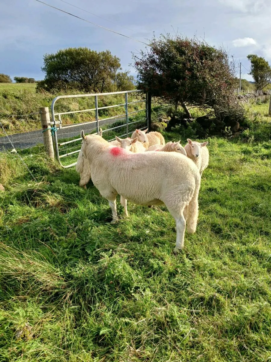 Cheviot ram - Image 4