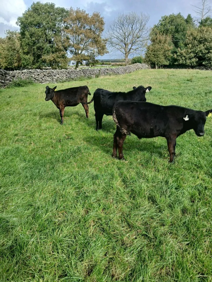 Angus weanlings - Image 1