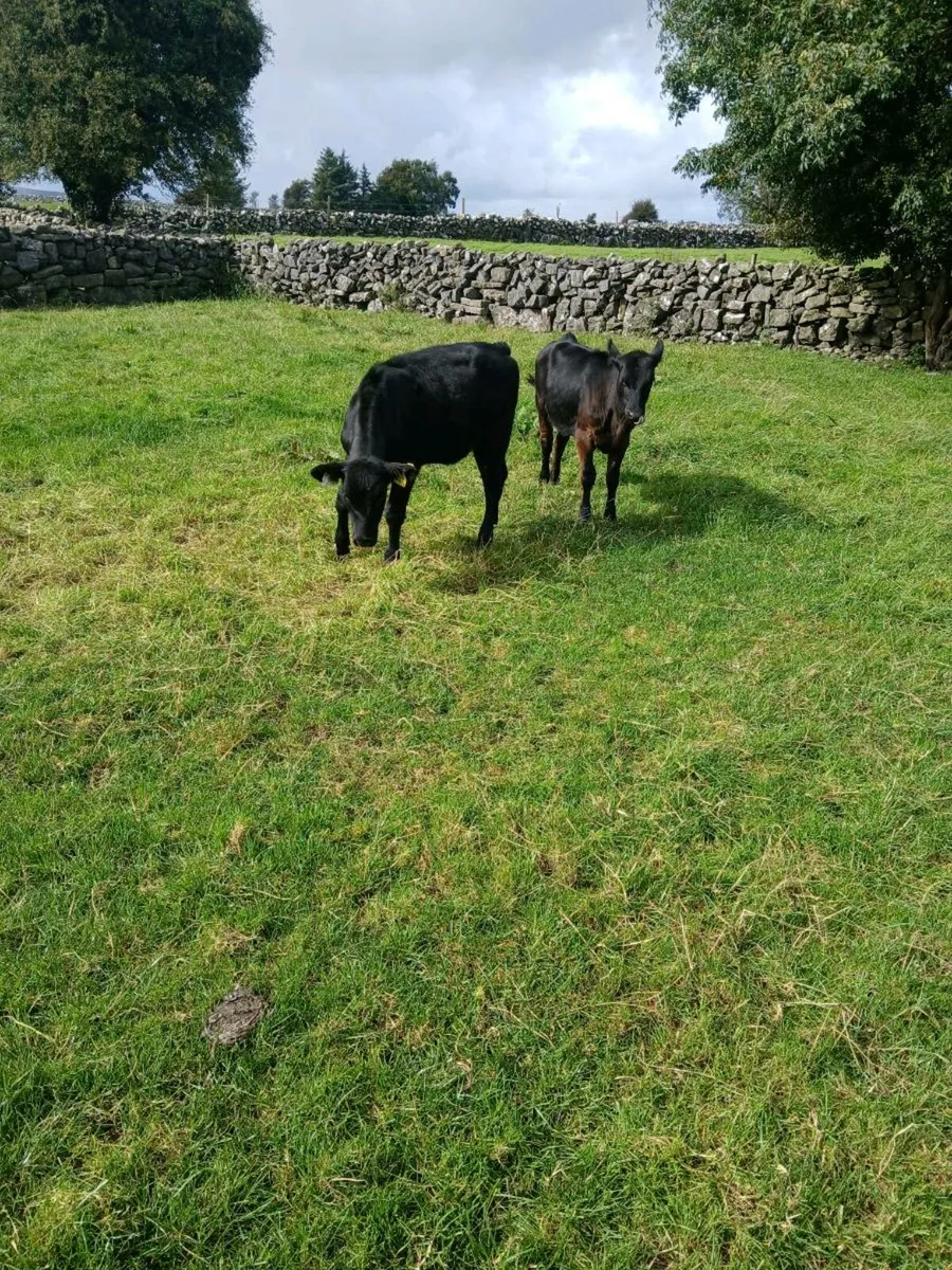 Angus weanlings - Image 2