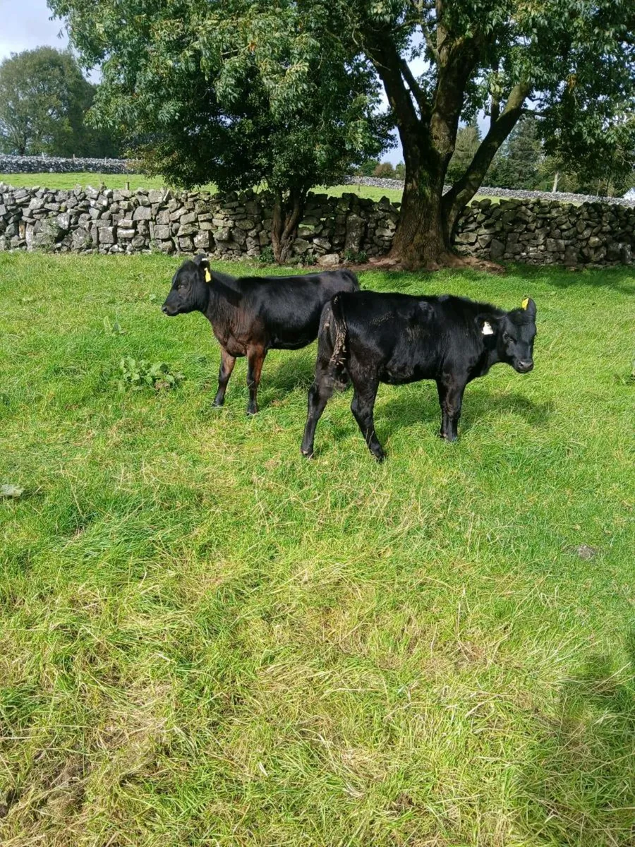 Angus weanlings - Image 3
