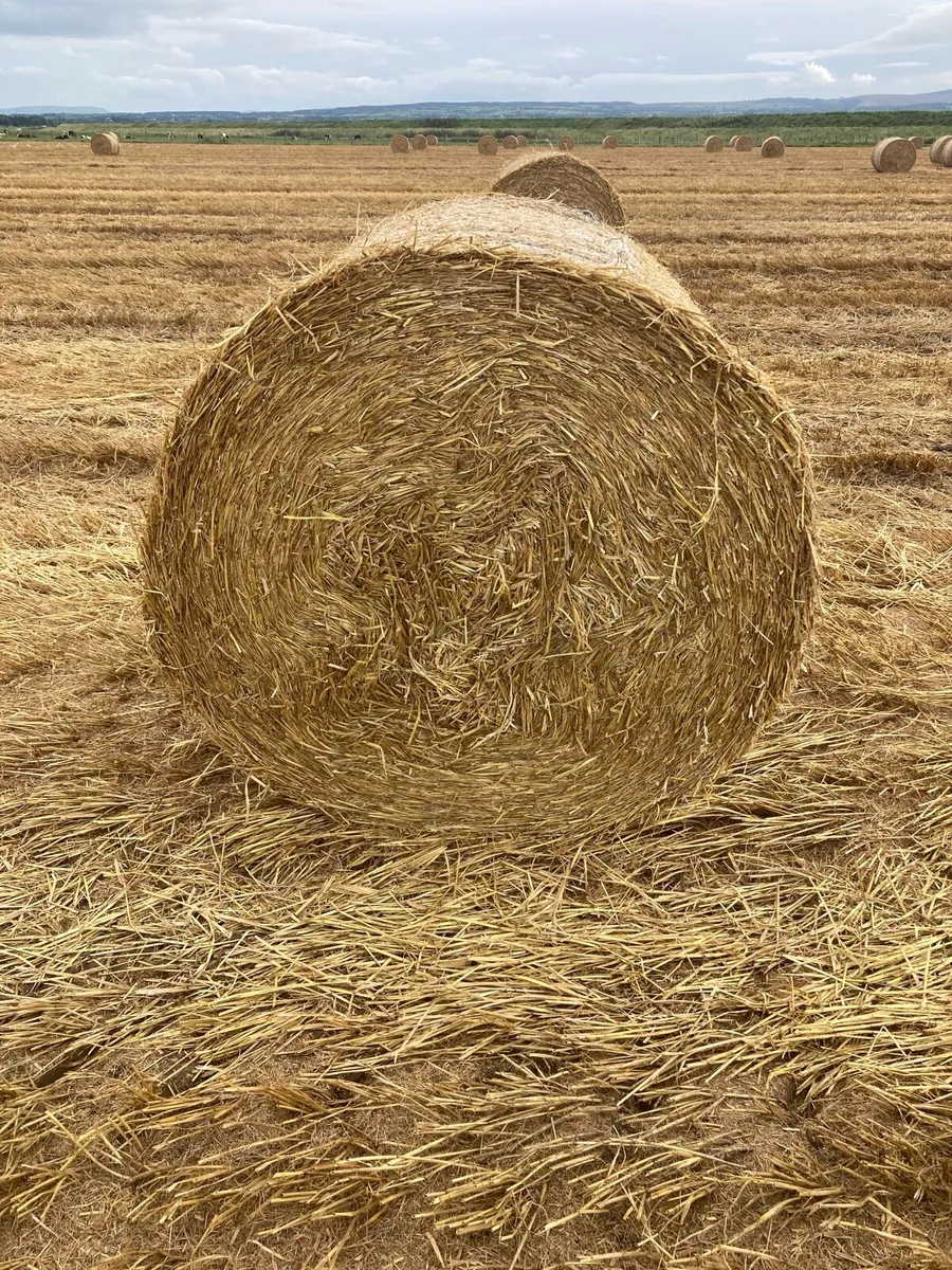 Round bales Hay & Straw - Image 3