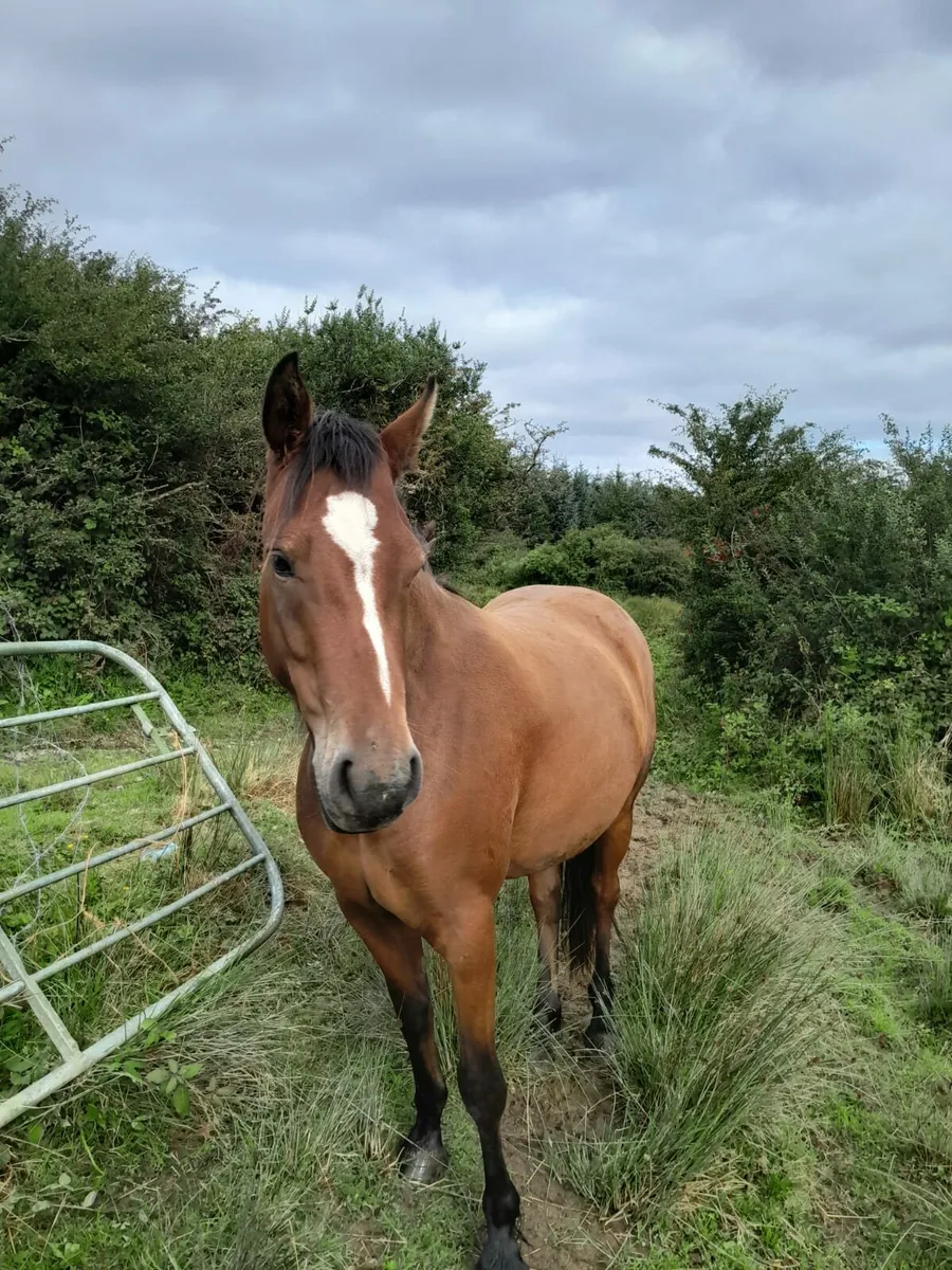3yr old Connemara Filly - Image 1