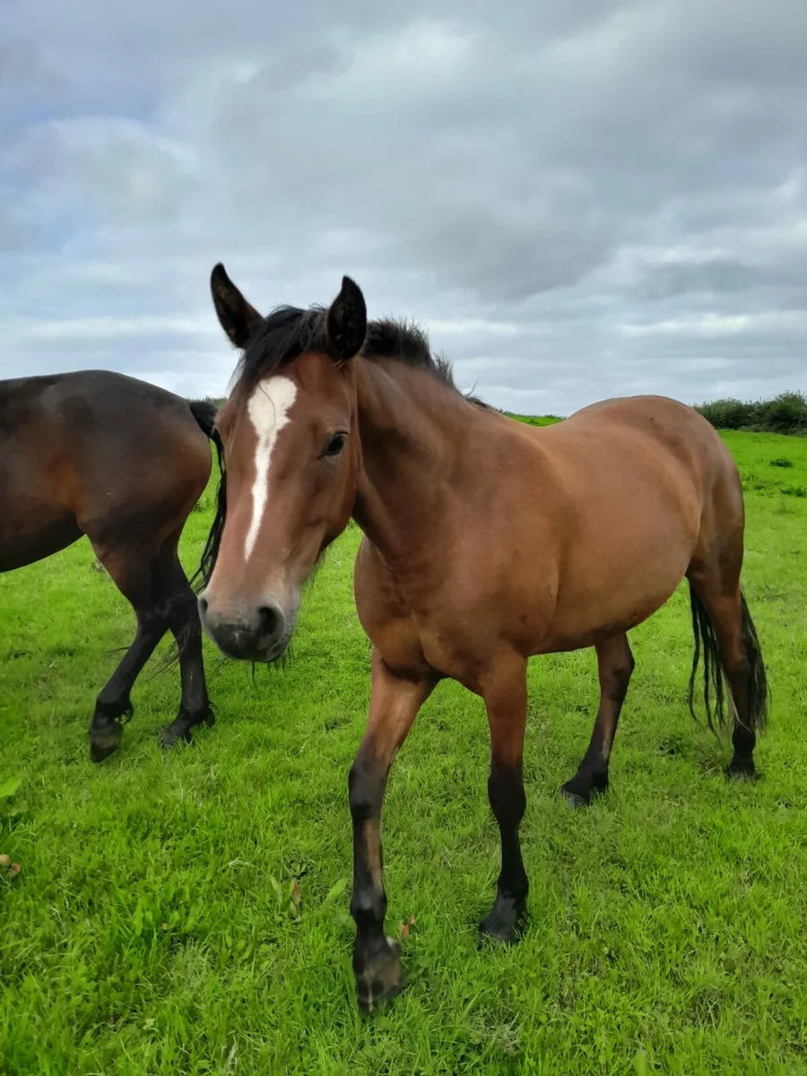3yr old Connemara Filly - Image 2