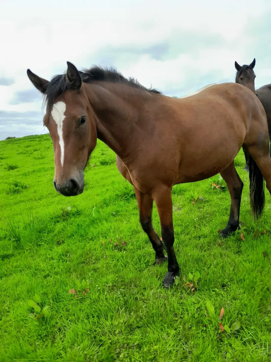 3yr old Connemara Filly - Image 3