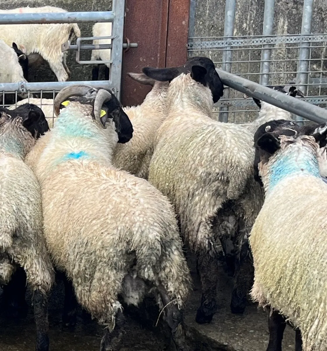 Ram lambs - Image 4