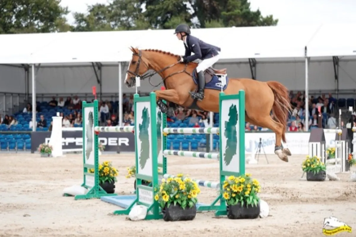 Showjumper for sale - Image 1