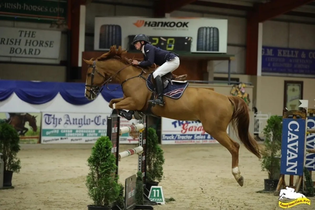 Showjumper for sale - Image 2