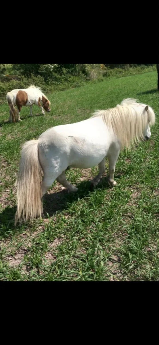 Ponies - Image 1