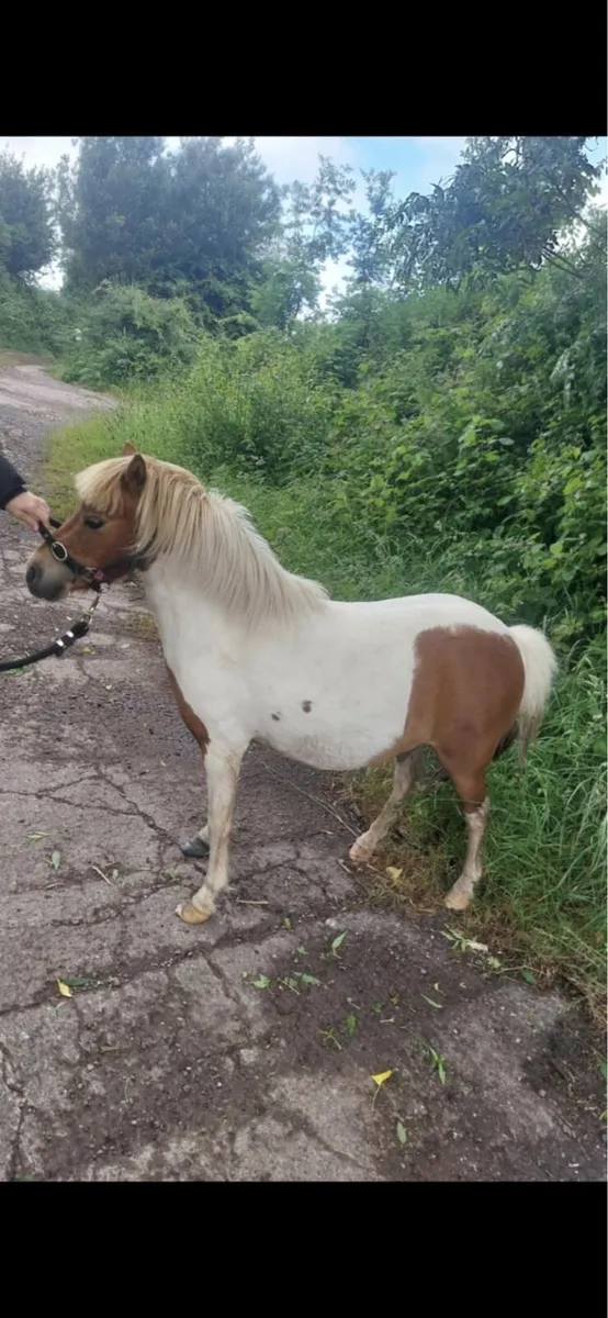 Ponies - Image 2