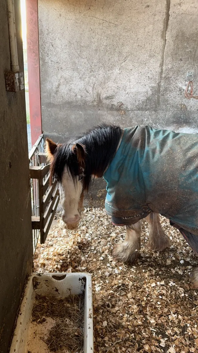 Miniature cob - Image 3