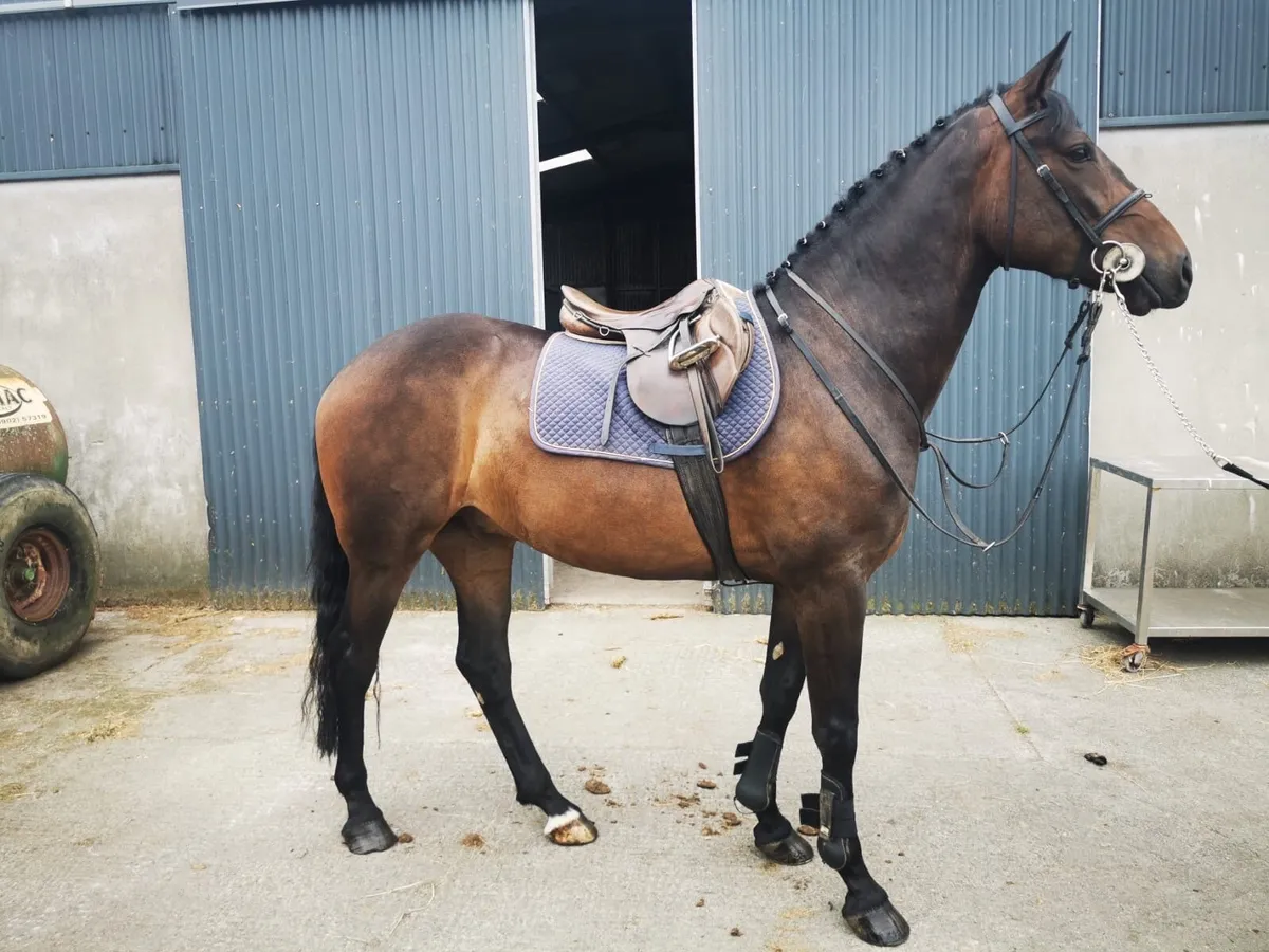 TIH 5yr old gelding - Image 1