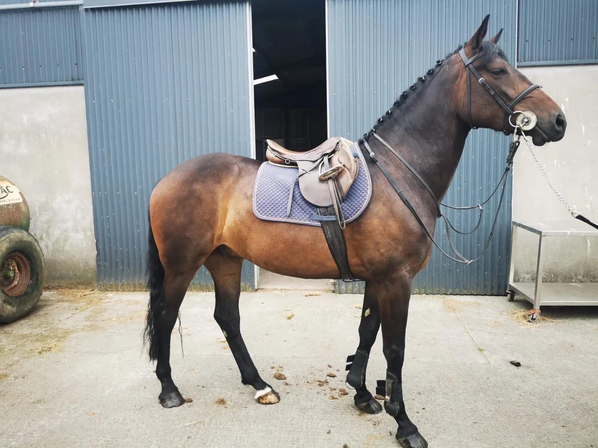 TIH 5yr old gelding - Image 2