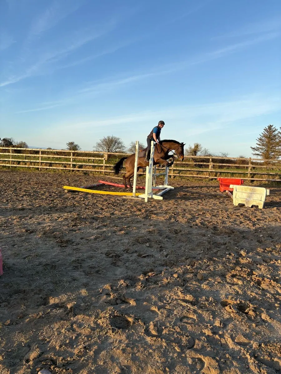 TIH 5yr old gelding - Image 4