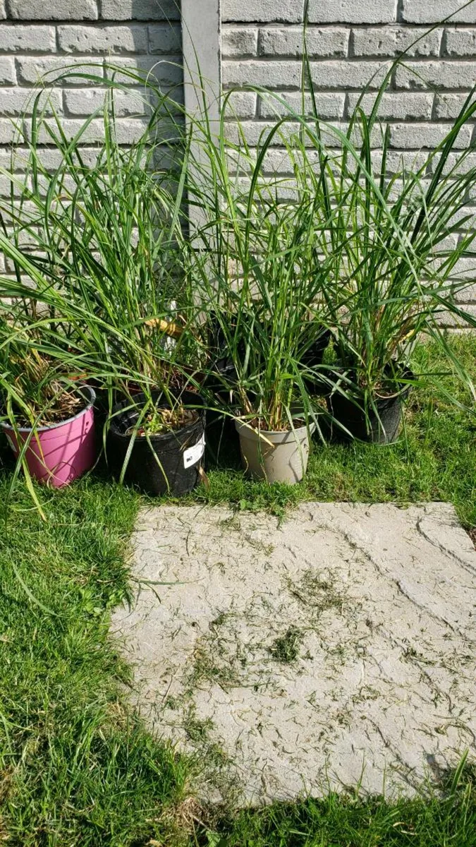Ornamental grasses.  Delivery available - Image 2