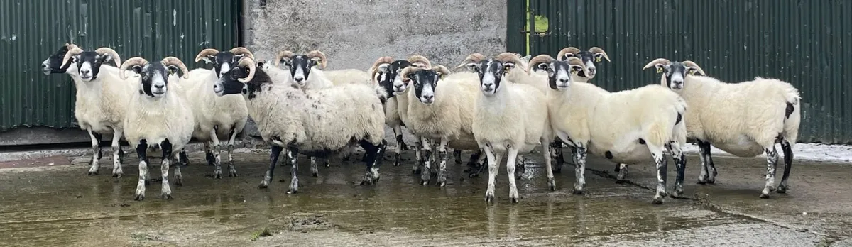 Sheep - Image 2