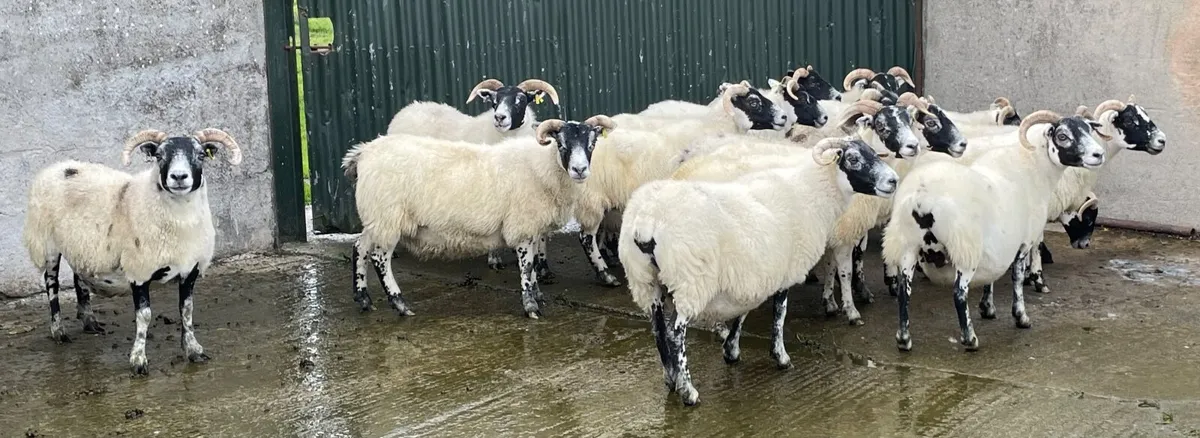 Sheep - Image 3