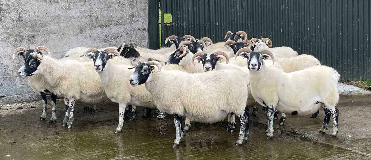 Sheep - Image 4